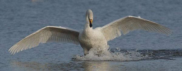 Laulujoutsen, Whooper Swan, Cygnus cygnus